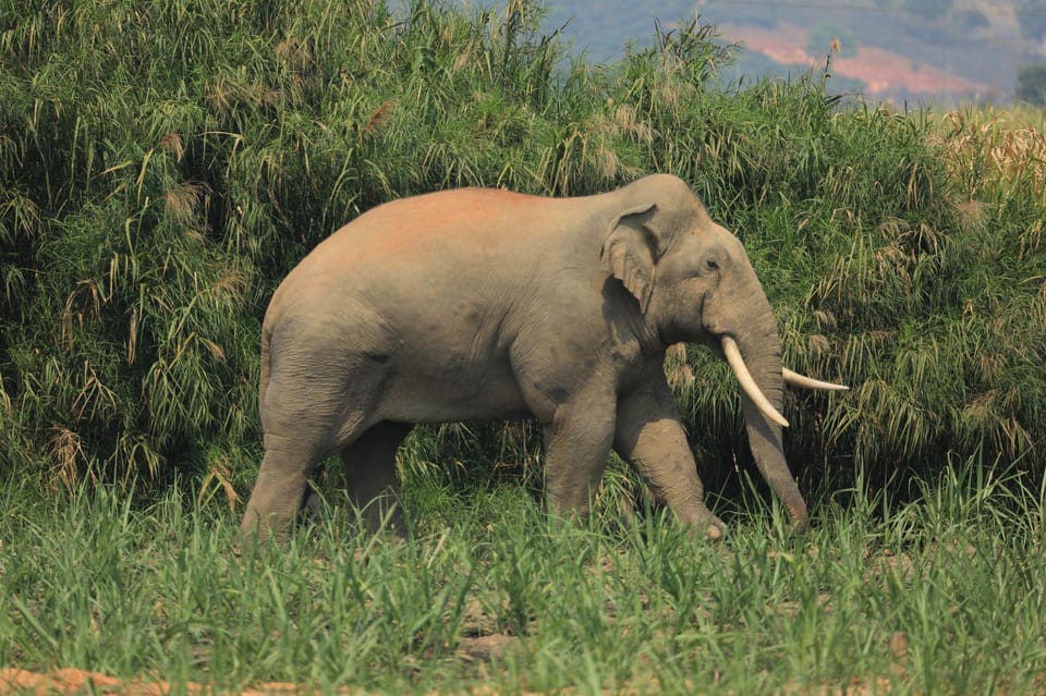 Luang Prabang Elepphant Keeper Bathe Option Kuangsi Tour - Elephant Keeper Experience Importance