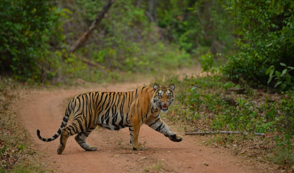 Madhya Pradesh: Satpura National Park Guided Jeep Safari - Itinerary Details