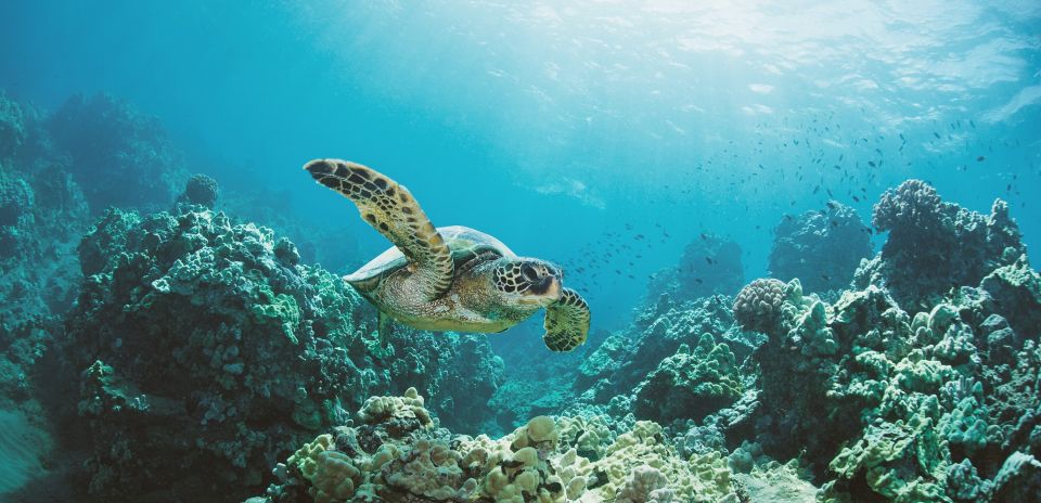 Oahu: Turtle Canyon Snorkeling Boat Tour - Booking Information