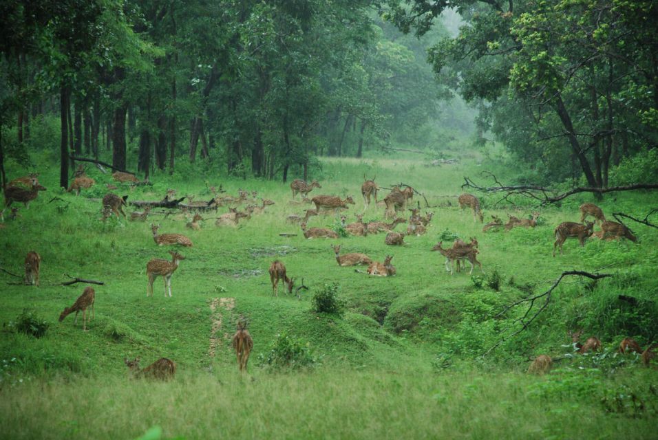 Pench National Park: Skin the Line Access to Jungle Safari - Booking Details and Reservation Process