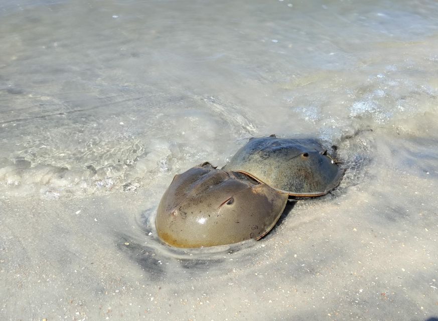 St. Augustine: Deluxe Dolphin-Watching Kayak Tour - Tour Highlights