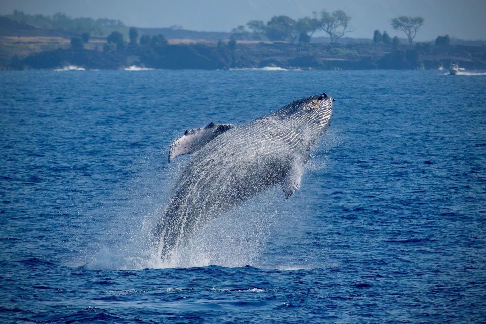 Big Island: Kona Super Raft Whale Watch - Experience Description