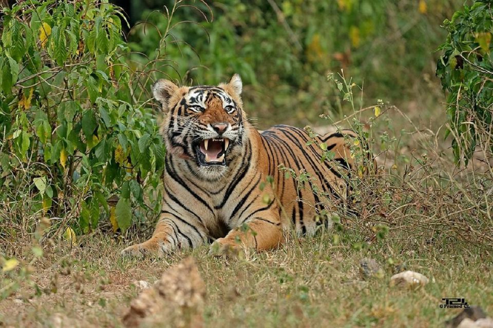 From Delhi: Delhi Ranthambore 3 Days Tour - Itinerary