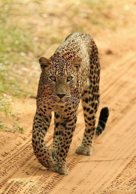 Jaipur: Jhalana Leopard Safari Private Tour - Customer Reviews