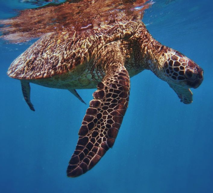 Oahu: Turtle Canyon Snorkeling Boat Tour - Tour Experience