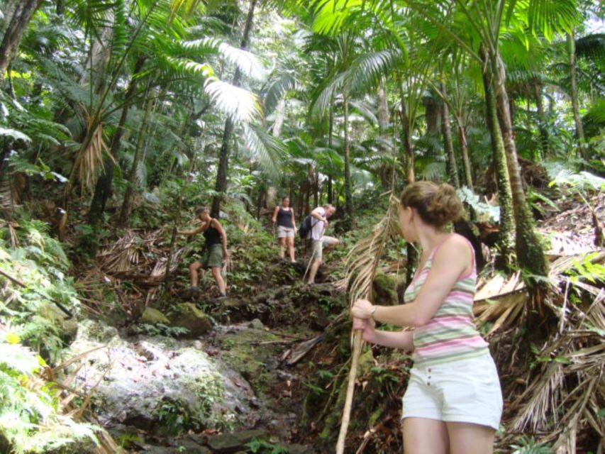 Scenic Rainforest Hike - Tour Highlights