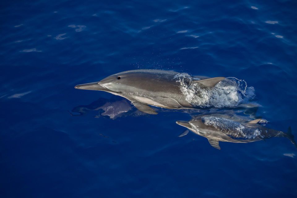 Big Island: Kona Super Raft Whale Watch - Vessel Amenities