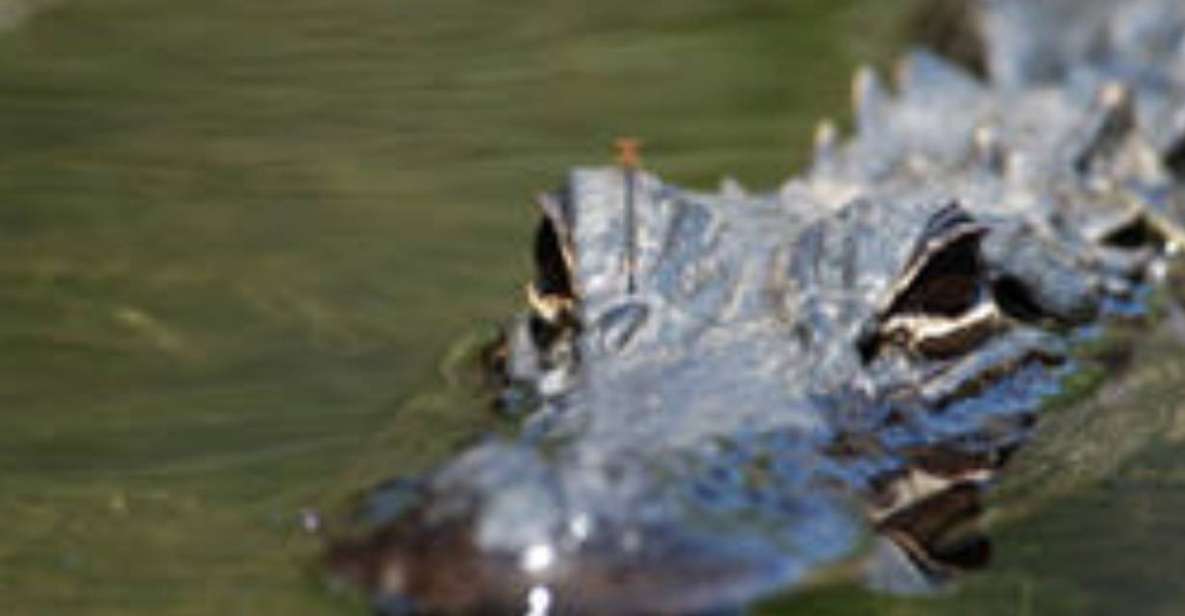 Everglades: Everglades Alligators and Orchids Kayak Eco Tour - Additional Information