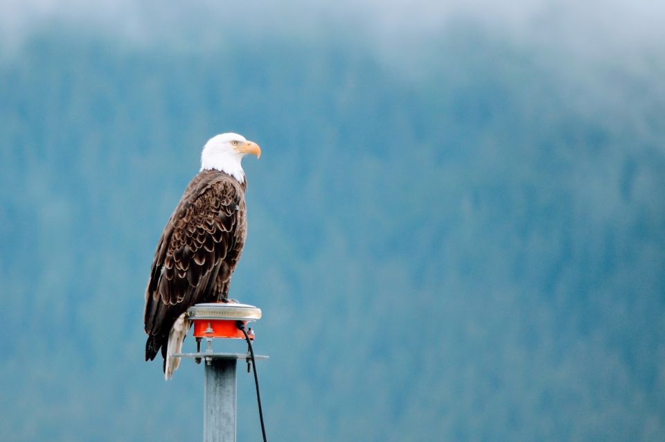 From Anchorage: Turnagain Arm and Wildlife Center Tour - Sum Up