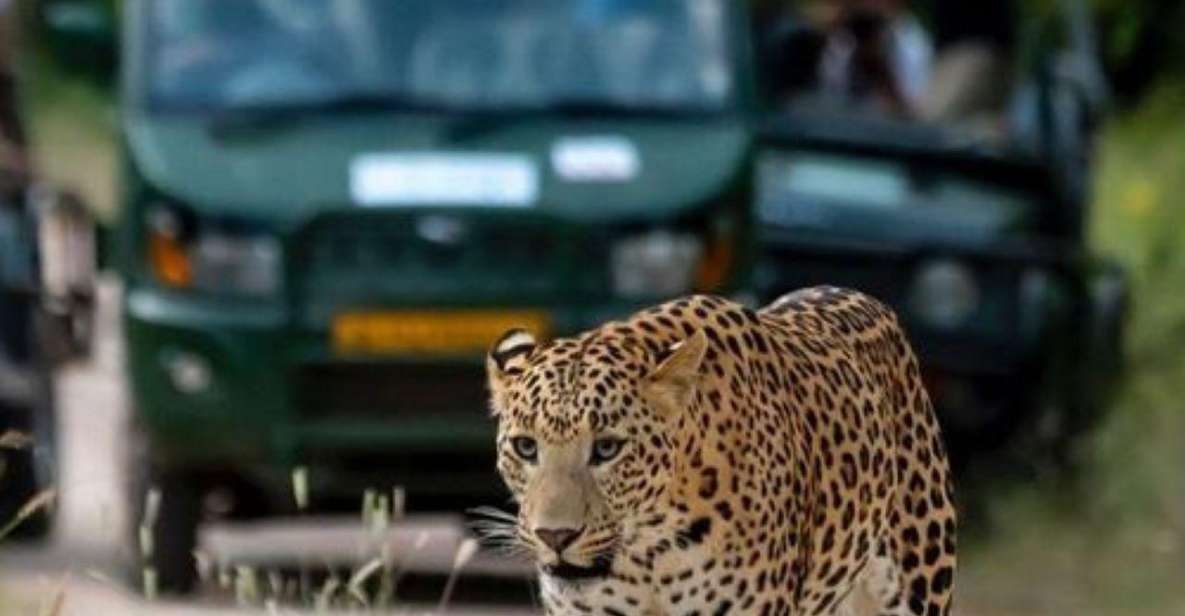 Jaipur: Jhalana Leopard Safari Private Tour - Directions