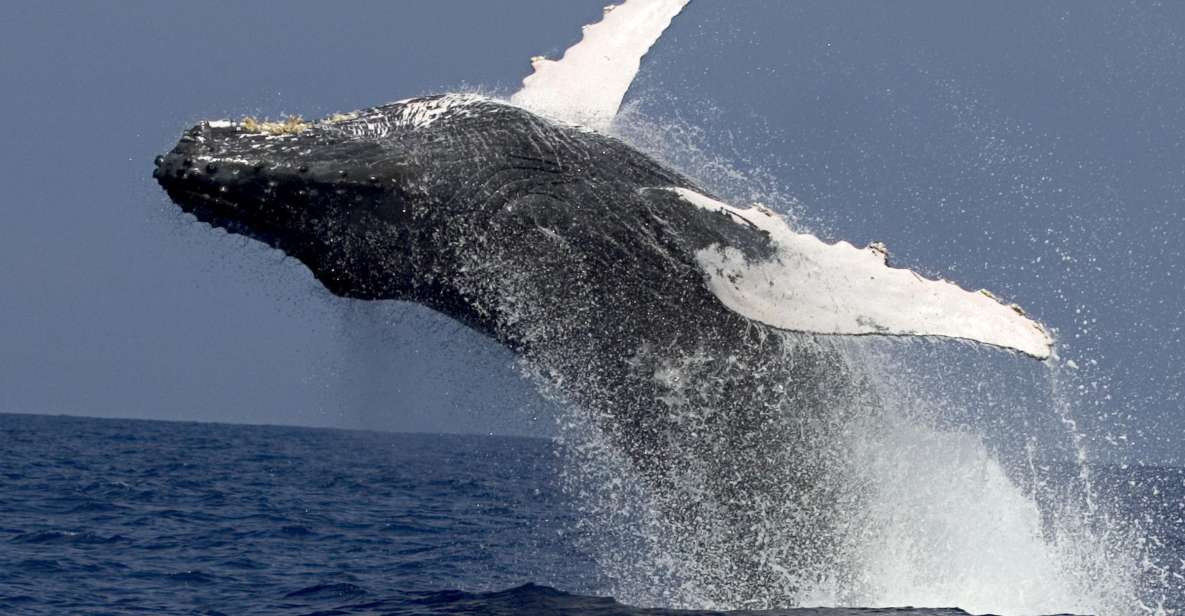 Kailua Kona: Humpback Whale Watching Adventure Cruise - Whale Watching Experience