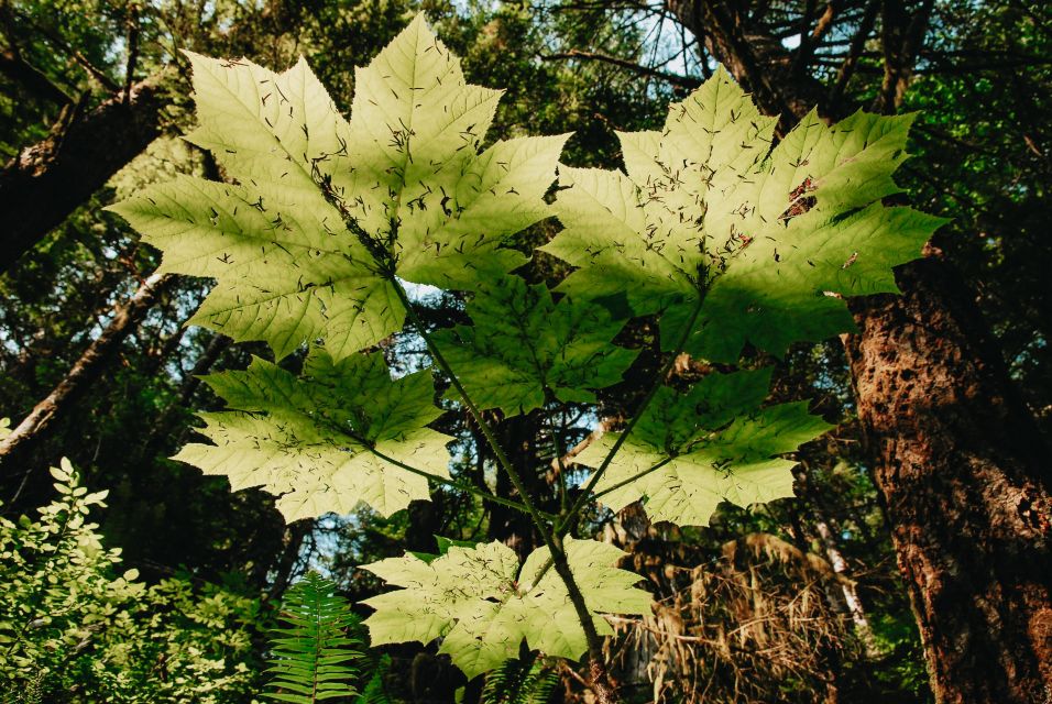 Ketchikan: Rainforest Wildlife Sanctuary & Totem Park - Customer Reviews