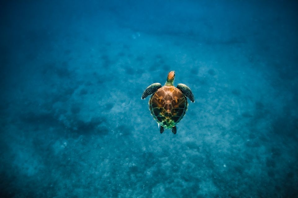 Oahu: Waikiki Turtle Snorkeling Adventure - Pickup Information