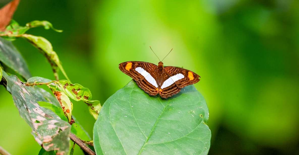 Iquitos: 6-Hour Amazon River Tour W/ Belén & Butterfly Farm - Booking Details