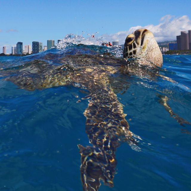 Oahu: Turtle Canyon Snorkeling Boat Tour - Directions