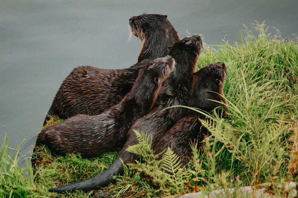 Ketchikan: Rainforest Wildlife Sanctuary & Totem Park - Common questions