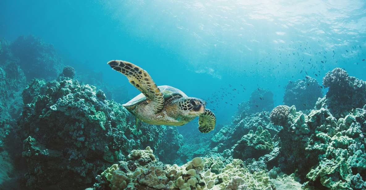 Oahu: Turtle Canyon Snorkeling Boat Tour - Common questions