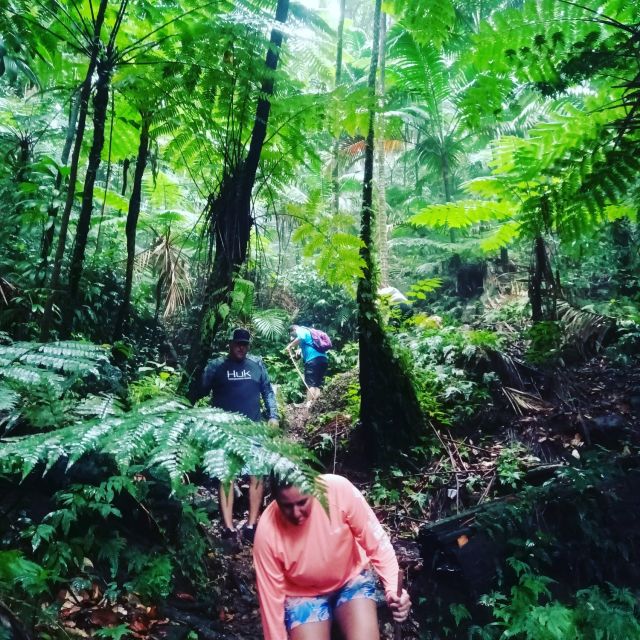 Scenic Rainforest Hike - Participant Requirements