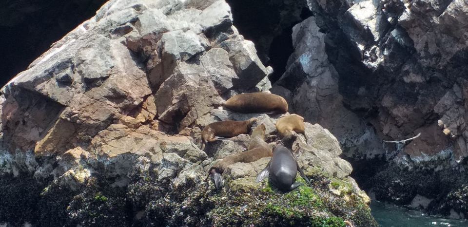 From Paracas or Pisco: Ballestas Islands Private Boat Trip - Sum Up