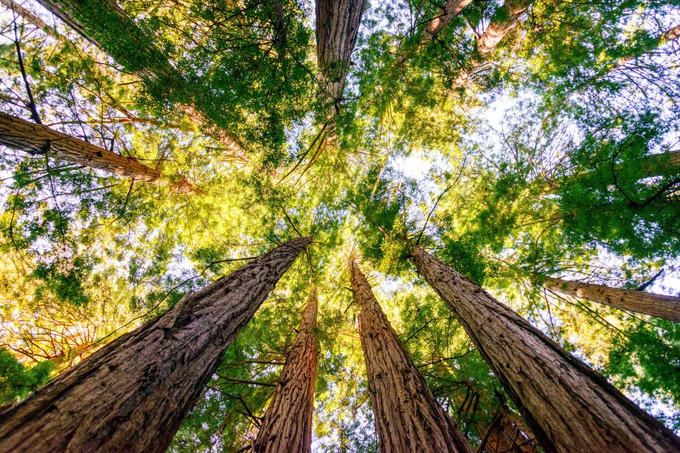 From San Francisco: Muir Woods National Monument Guided Tour - Sum Up