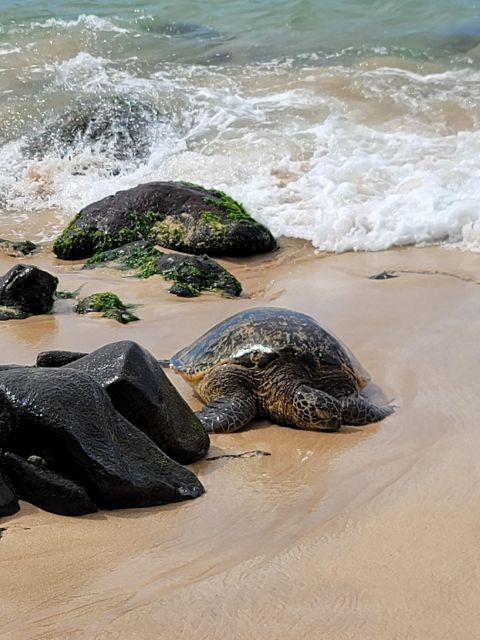 Waikiki: Oahu In a Day Circle Island Tour - Important Information