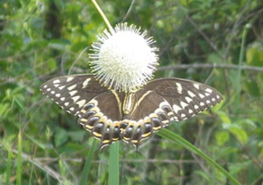 Everglades: Everglades Alligators and Orchids Kayak Eco Tour - Key Points