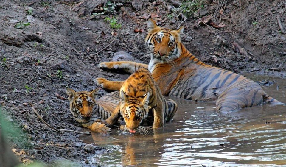 From Delhi: Golden Triangle & Ranthambore Tiger Safari 4 Day - Key Points