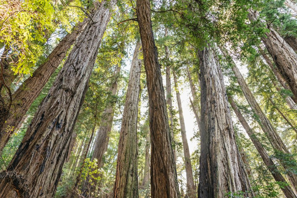 From San Francisco: Muir Woods National Monument Guided Tour - Key Points