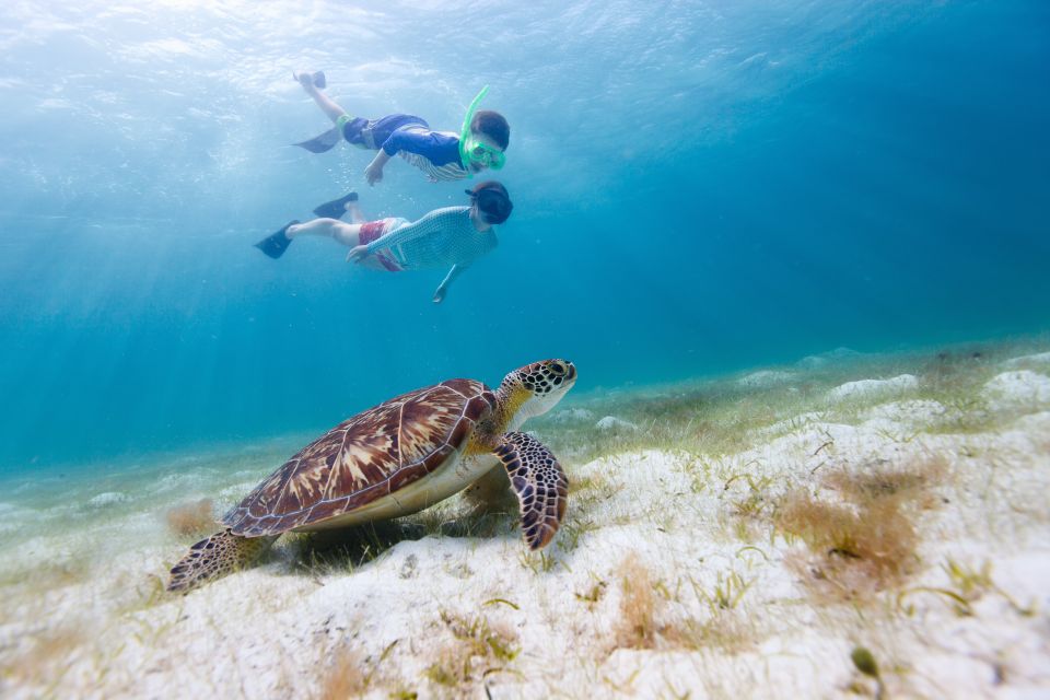 Honolulu> Waikiki Turtle Canyon Snorkeling and Swimming Tour - Key Points