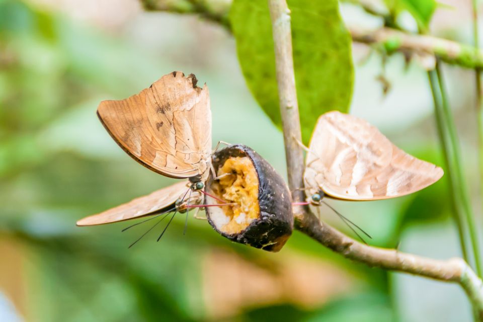 Iquitos: 6-Hour Amazon River Tour W/ Belén & Butterfly Farm - Key Points