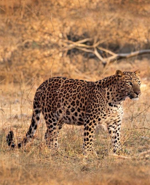 Jaipur: Jhalana Leopard Safari Private Tour - Key Points