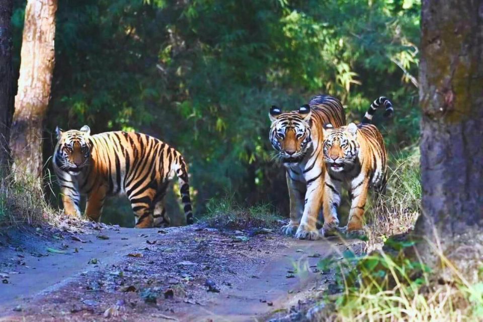 Madhya Pradesh: Satpura National Park Guided Jeep Safari - Key Points