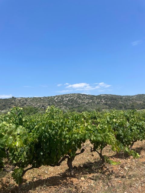 Montpellier : Half Day Wine and Caviar St Guilhem Le Désert - Key Points