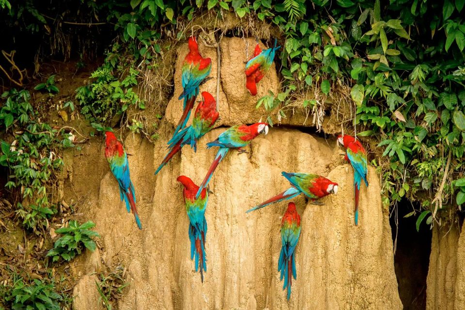 Excursion to the Chuncho Clay Lick for Parrots and Macaws.