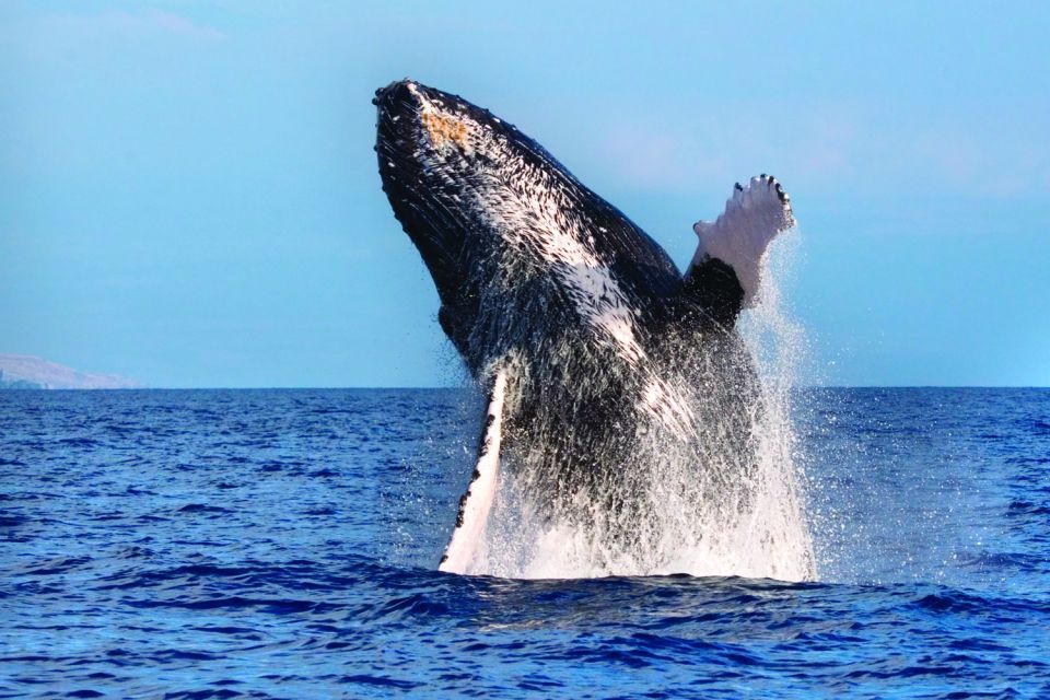 Honokohau: Kona Whale Watching Catamaran Cruise