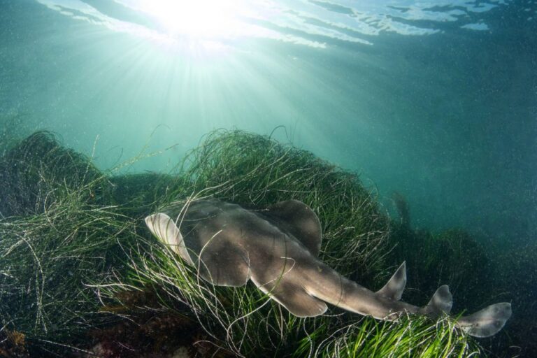 La Jolla: 2.5-Hour Kayak and Snorkel Tour