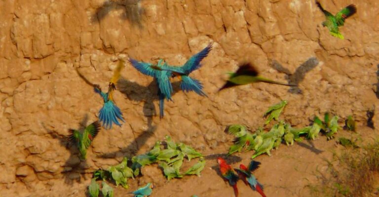 Tambopata Macaw Claylick & Andoval Lake 3 Days/2 Nights