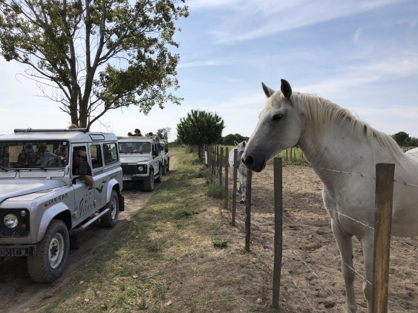 Camargue: Safari From Saintes-Maries-De-La-Mer - Cancellation Policy