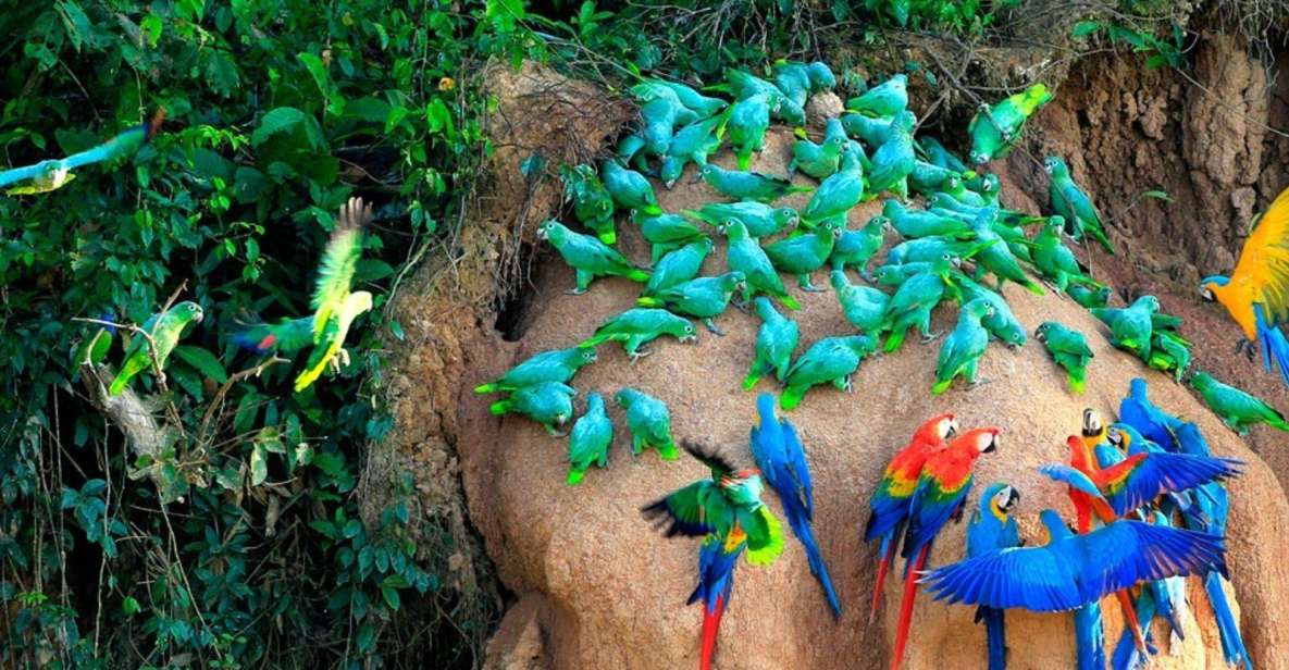 Excursion to the Chuncho Clay Lick for Parrots and Macaws. - Pricing and Inclusions