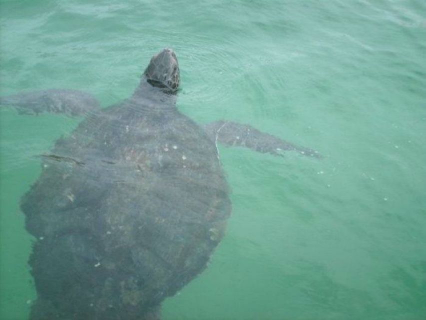 La Jolla Underwater Park: Kayak and Snorkel Tour - Highlights