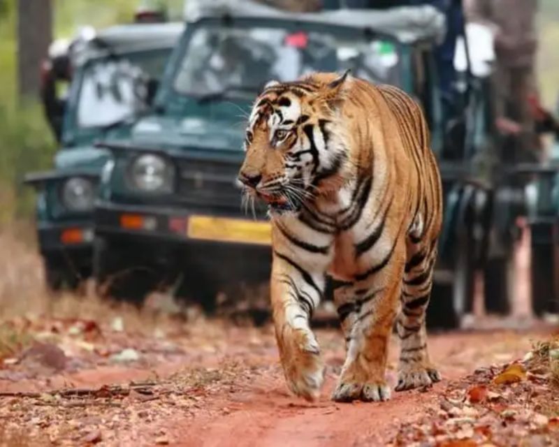 Overnight Private Tour: Jaipur - Ranthambore Tiger Safari - Experience Highlights