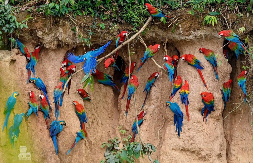 Tambopata Macaw Claylick & Andoval Lake 3 Days/2 Nights - Daily Itinerary