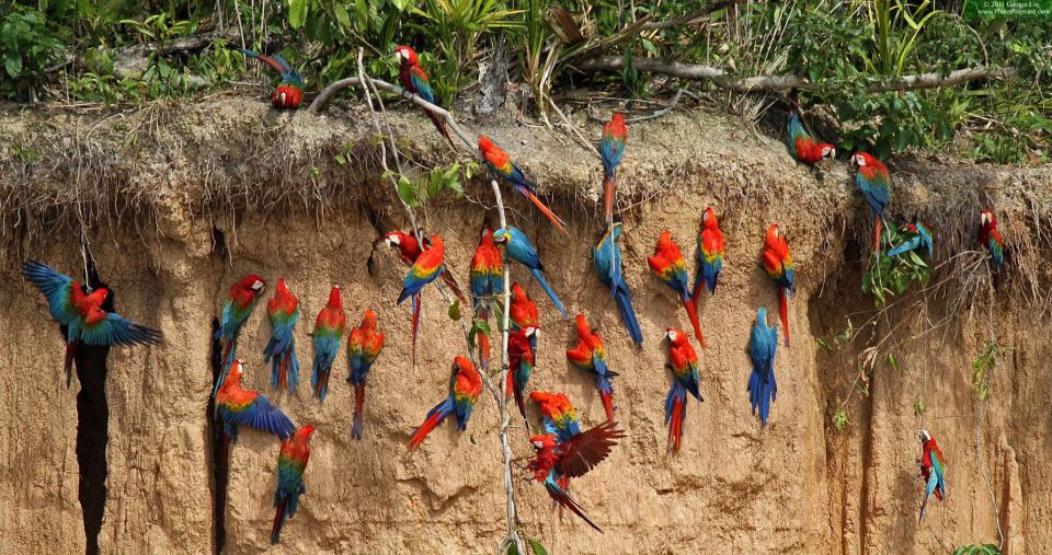 Excursion to the Chuncho Clay Lick for Parrots and Macaws. - Pickup Locations and Details