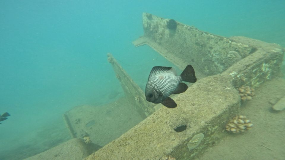 Honolulu: Beginner Scuba Diving Tour With Free Videos - Instructor and Accessibility Information