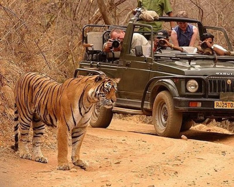 Overnight Private Tour: Jaipur - Ranthambore Tiger Safari - Itinerary