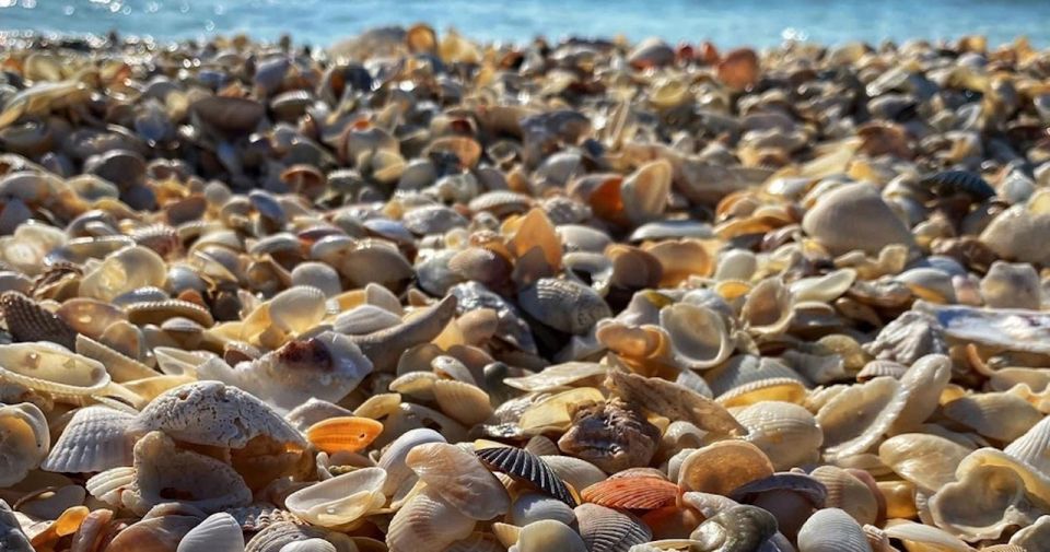 Ten Thousand Islands: Barrier Island Shelling Tour - Tour Description