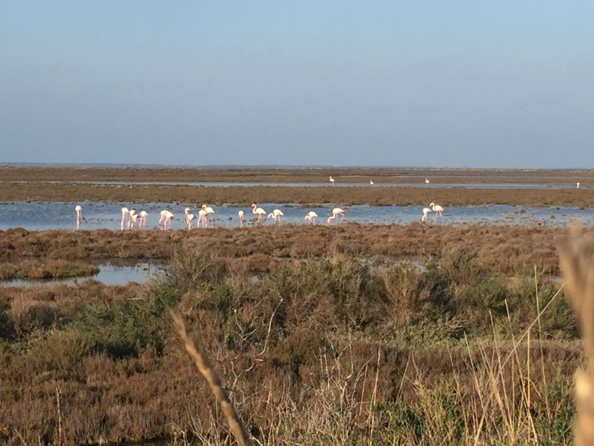 Camargue: Safari From Saintes-Maries-De-La-Mer - Requirements