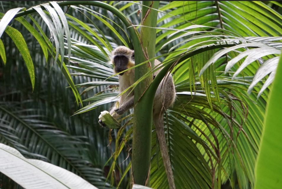 Barbados: Tour of Harrisons Cave & Huntes Gardens - Common questions