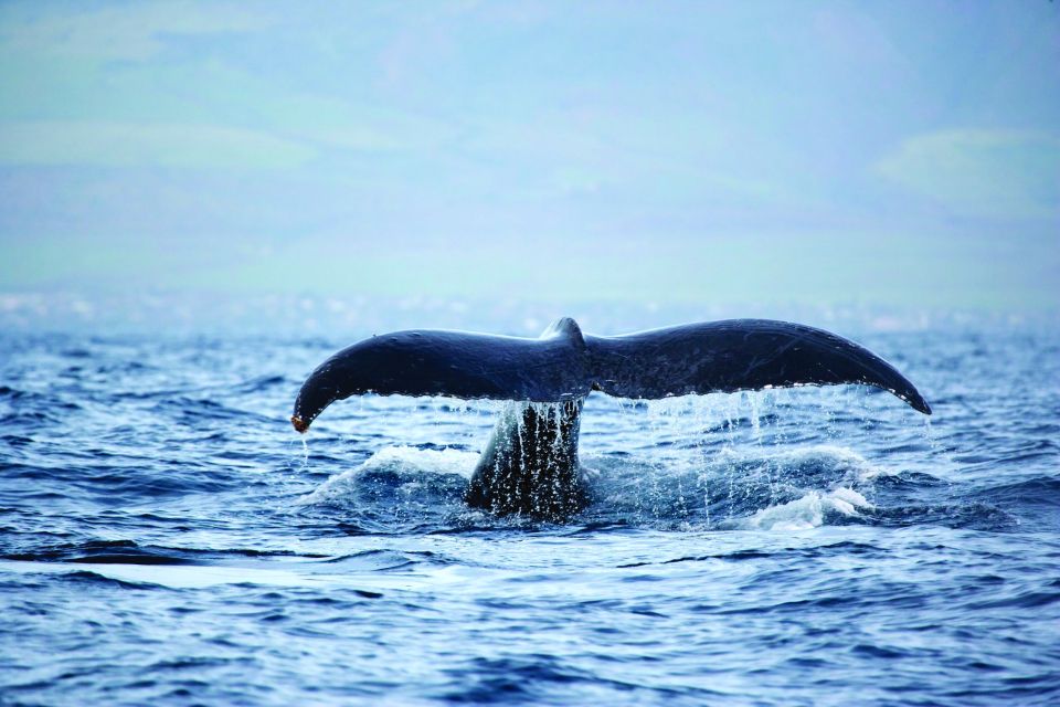 Honokohau: Kona Whale Watching Catamaran Cruise - Common questions