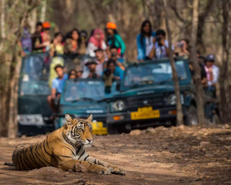 Overnight Private Tour: Jaipur - Ranthambore Tiger Safari - Common questions